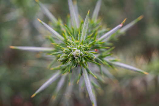 View of a close up of a spiky gorse plant with sharp green leaves and yellow tips in a natural setting in Looe Cornwall United Kingdom. View of a close up of a spiky gorse plant with sharp green leaves and yellow tips in a natural setting in Looe Cornwall United Kingdom.