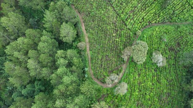 Aerial view of a lush green tea plantation with winding dirt paths cutting through rows of tea bushes and dense forest patches in Pangalengan West Java Indonesia. Aerial view of a lush green tea plantation with winding dirt paths cutting through rows of tea bushes and dense forest patches in Pangalengan West Java Indonesia.