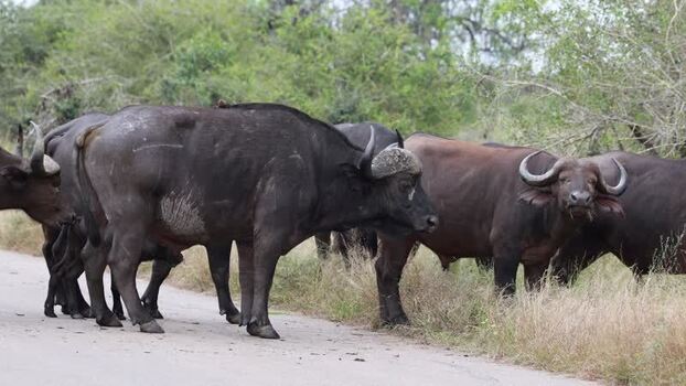 View of African buffalo crossing a road in South Africa.