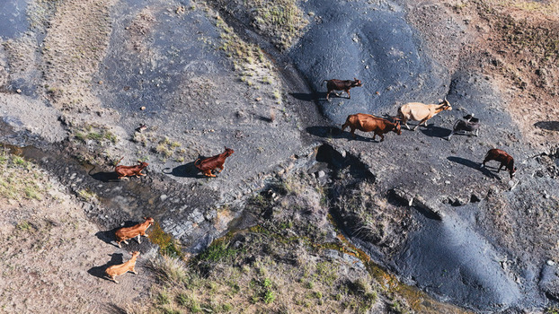 Aerial view of a herd of cattle crossing a rocky stream bed and dark terrain in OR Tambo District Municipality Eastern Cape South Africa. Aerial view of a herd of cattle crossing a rocky stream bed and dark terrain in OR Tambo District Municipality Eastern Cape South Africa.