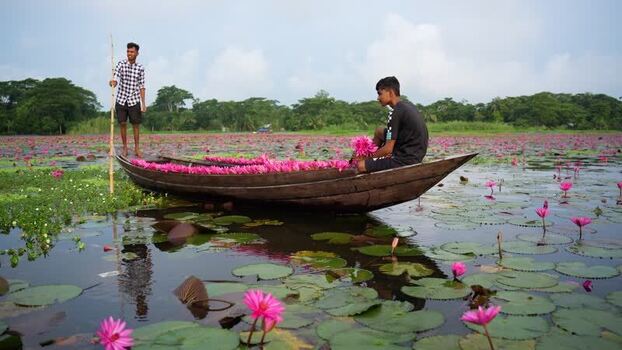 View of men in a boat filled with water lilies Bangladesh. View of men in a boat filled with water lilies Bangladesh.