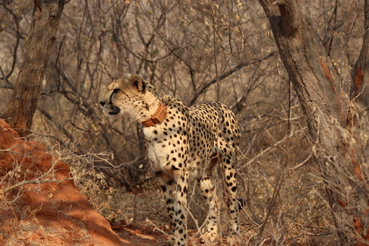 View of a cheetah wearing a tracking collar standing in the dry brushy woodland of the Tumbeta Private Game Reserve in Thabazimbi Limpopo South Africa.