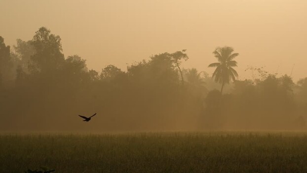 View of a bird flying over misty fields at sunrise Bangladesh.