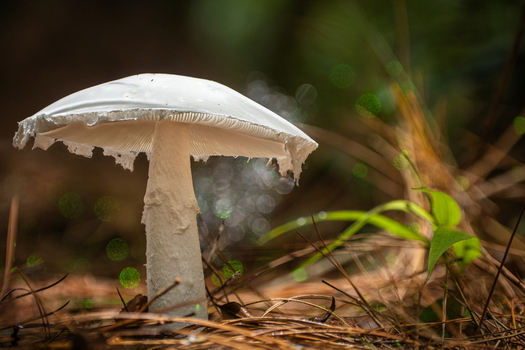 View of a striking white mushroom with a tattered cap on dark pine needles bathed in soft forest light Kabupaten Soppeng South Sulawesi Indonesia. View of a striking white mushroom with a tattered cap on dark pine needles bathed in soft forest light Kabupaten Soppeng South Sulawesi Indonesia.
