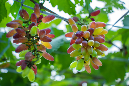 View of ripe elongated grapes in various colors hanging from a vine among green leaves Bogura Rajshahi Division Bangladesh. View of ripe elongated grapes in various colors hanging from a vine among green leaves Bogura Rajshahi Division Bangladesh.