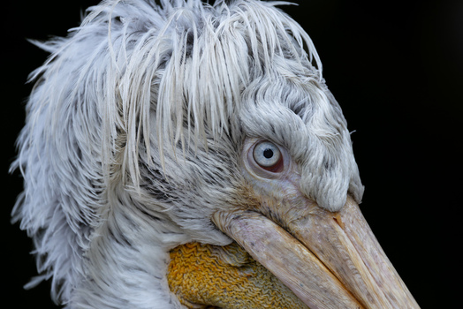 View of a Dalmatian pelican showing its distinctive ruffled white feathers and pale eye against a dark background in Mulhouse Grand Est France.