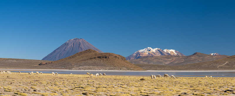 View of Lake Salinas with alpacas grazing on the arid plains in front of volcanic mountains under a clear blue sky in Arequipa Arequipa Peru.