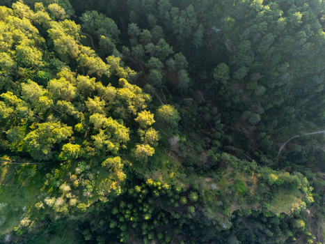 Aerial view of a dense forest canopy with winding footpaths cutting through the trees in Kemalang Central Java Indonesia. Aerial view of a dense forest canopy with winding footpaths cutting through the trees in Kemalang Central Java Indonesia.