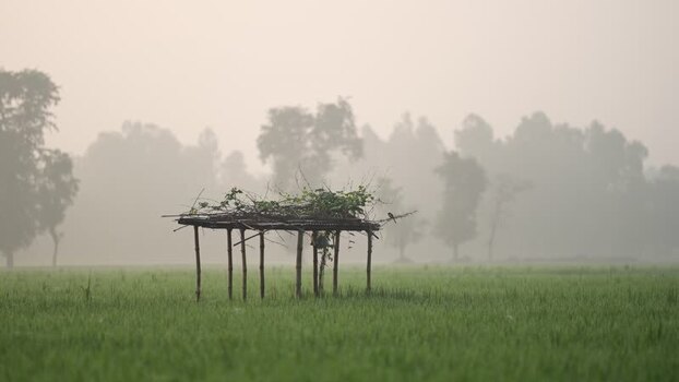 View of a rustic shelter in a misty green field Bangladesh.