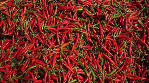 View of fresh red and green chili peppers Bangladesh.