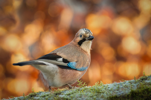 View of a Eurasian jay perched on a mossy branch against a blurred autumn background in Debrzno Pomeranian Voivodeship Poland. View of a Eurasian jay perched on a mossy branch against a blurred autumn background in Debrzno Pomeranian Voivodeship Poland.