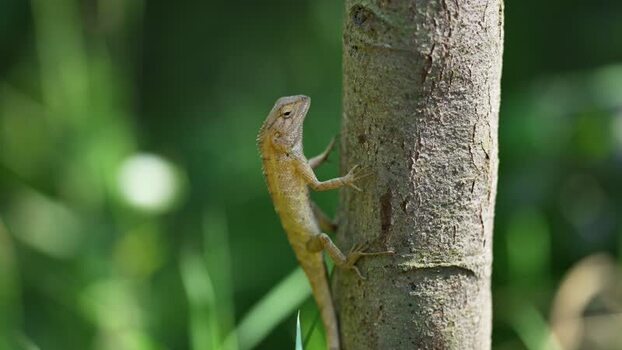 View of a lizard climbing a tree trunk in the forest Nepal.
