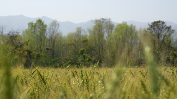 View of a green wheat field with mountains in the background Nepal.