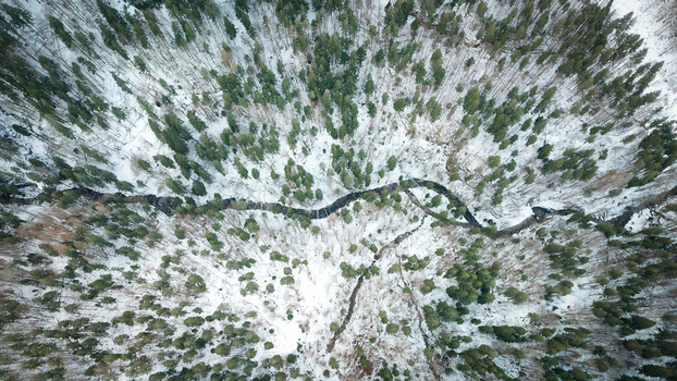 Aerial view of a winding stream flowing through a dense evergreen coniferous forest covered in fresh white snow Les Rousses Bourgogne Franche Comte France.