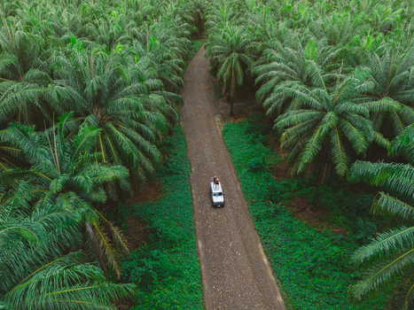Aerial view of a white SUV driving along a dirt road through a lush green palm oil plantation in Costa Rica.