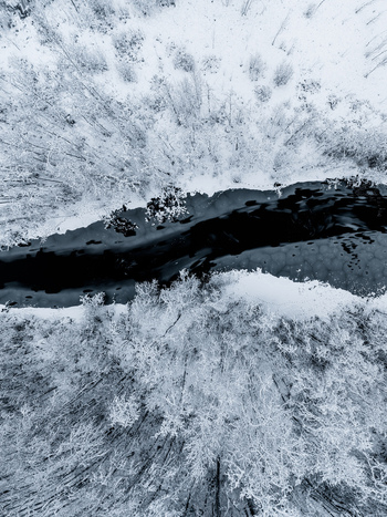 Aerial view of a dark river winding through a dense forest covered in fresh white snow in Latvia. Aerial view of a dark river winding through a dense forest covered in fresh white snow in Latvia.
