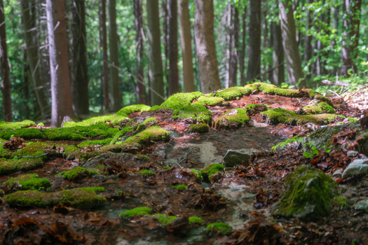 View of Pancierovske travertines covered in vibrant green moss with a small stream flowing through a lush forest Banska Bystrica Banskobystricky kraj Slovakia. View of Pancierovske travertines covered in vibrant green moss with a small stream flowing through a lush forest Banska Bystrica Banskobystricky kraj Slovakia.