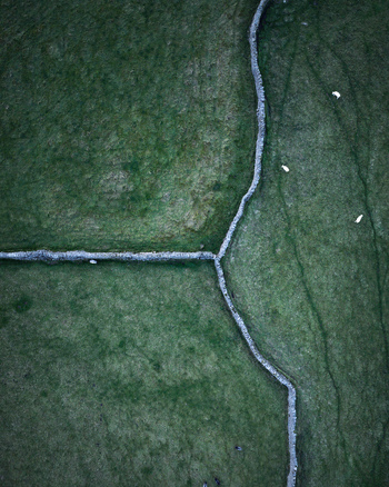 Aerial view of Yorkshire Dales with green pastures divided by traditional dry stone walls and grazing sheep in Leyburn England United Kingdom.
