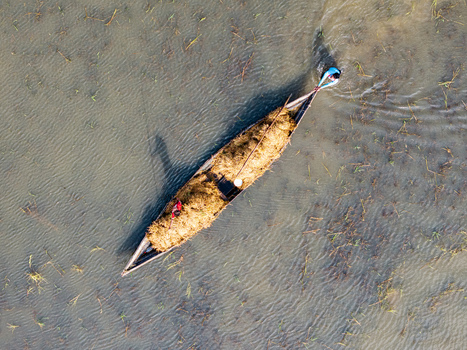 Itna Bangladesh 04 May 2026 Aerial view of a traditional wooden boat filled with golden straw being navigated by two people through shallow wetland waters. Itna Bangladesh 04 May 2026 Aerial view of a traditional wooden boat filled with golden straw being navigated by two people through shallow wetland waters.