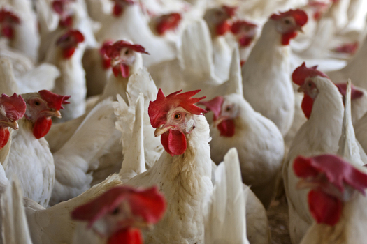View of white layer chickens in a commercial poultry farm in Multan City Punjab Pakistan. View of white layer chickens in a commercial poultry farm in Multan City Punjab Pakistan.