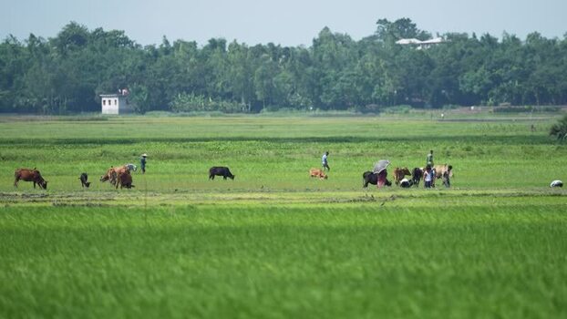 View of farmers and cows in green fields in Bogura Bangladesh. View of farmers and cows in green fields in Bogura Bangladesh.