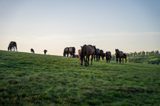 View of a herd of horses grazing on a grassy hill during golden hour in Sliven Bulgaria. View of a herd of horses grazing on a grassy hill during golden hour in Sliven Bulgaria.