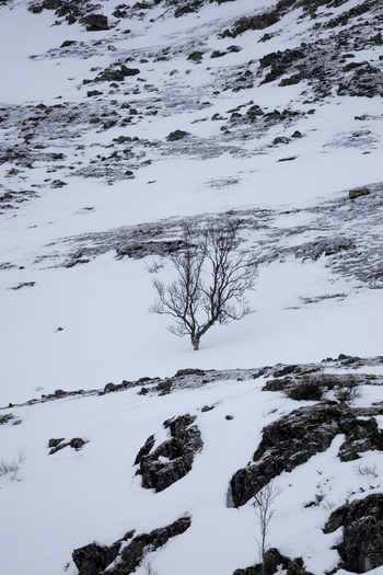View of a lone leafless tree standing on a steep snow covered mountain slope with scattered dark rocks in the mountainous terrain of Kvaloya Troms Norway.