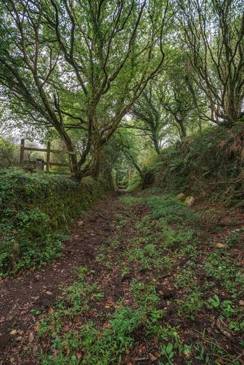 View of a woodland path lined with mossy stone walls and lush trees in Luxulyan Valley Luxulyan Bodmin Cornwall United Kingdom. View of a woodland path lined with mossy stone walls and lush trees in Luxulyan Valley Luxulyan Bodmin Cornwall United Kingdom.