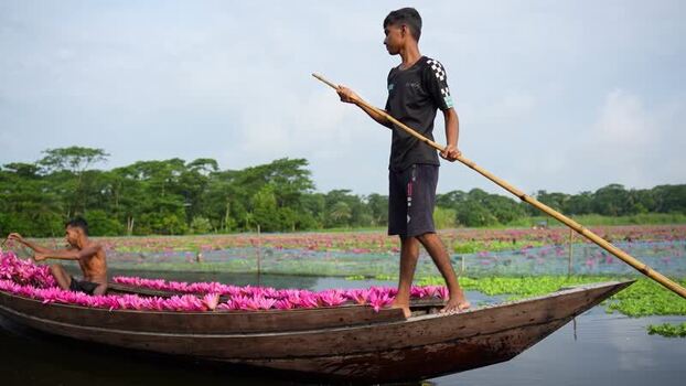 View of fishermen harvesting pink water lilies on a boat Bangladesh. View of fishermen harvesting pink water lilies on a boat Bangladesh.