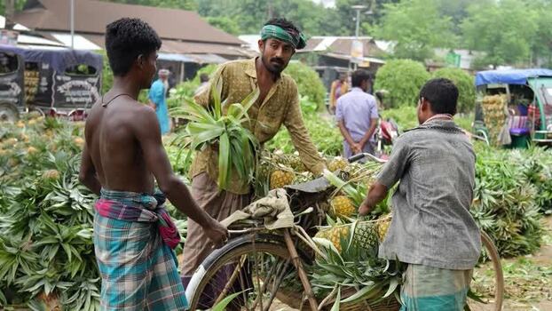 View of men loading pineapples onto a bicycle in Madhupur Bangladesh. View of men loading pineapples onto a bicycle in Madhupur Bangladesh.