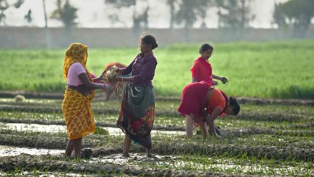 View of women working in a green agricultural field in Patna India.