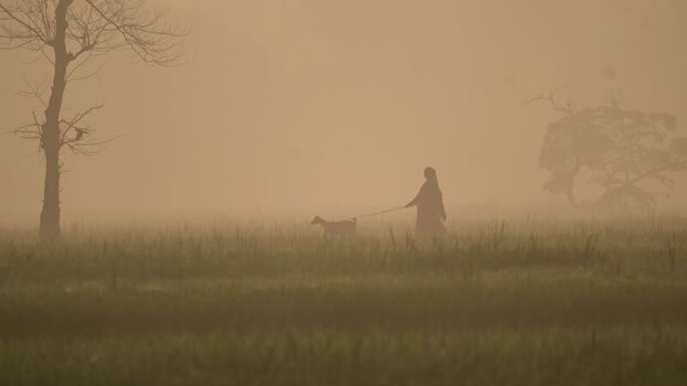 View of a person walking a goat in a foggy field Bangladesh. View of a person walking a goat in a foggy field Bangladesh.