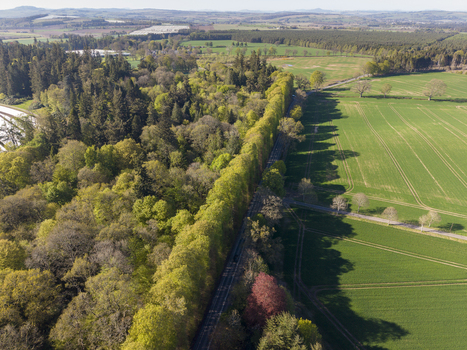 Aerial view of the Meikleour Beech Hedge bordering a rural road and green agricultural fields under a clear sky in Meikleour Scotland United Kingdom.