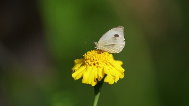 View of a white butterfly on a yellow flower Nepal.