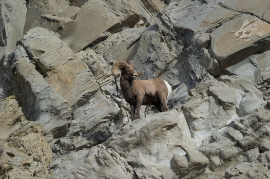View of a bighorn sheep standing on a rugged rocky cliff face in its natural habitat in Yellowstone National Park United States. View of a bighorn sheep standing on a rugged rocky cliff face in its natural habitat in Yellowstone National Park United States.