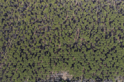 Aerial view of a dense pine forest with green canopies and long shadows cast on the forest floor in Paestum Campania Italy.
