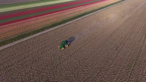 Aerial view of a tractor working near colorful tulip fields Netherlands. Aerial view of a tractor working near colorful tulip fields Netherlands.