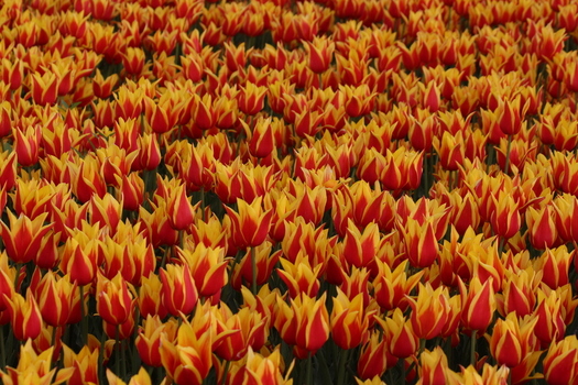 View of vibrant red and yellow tulips blooming in Alaaddin Hill Park in Selcuklu Konya Turkiye. View of vibrant red and yellow tulips blooming in Alaaddin Hill Park in Selcuklu Konya Turkiye.
