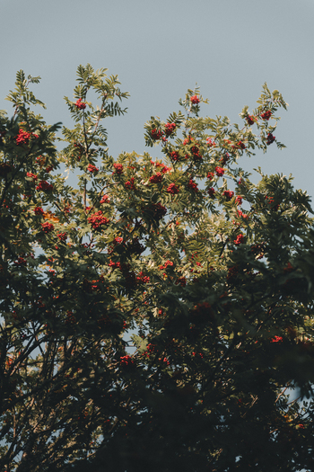 View of a rowan tree with clusters of bright red berries against a clear blue sky in Vormsi Laane County Estonia.