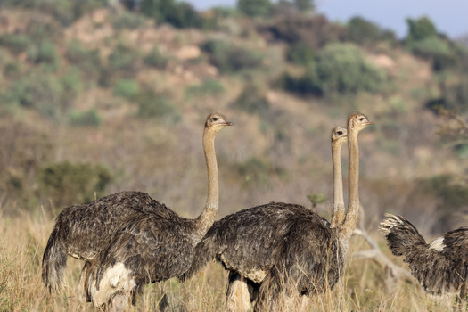 View of three ostriches standing in the tall grass of the savanna with a hilly landscape in the background Waterberg District Municipality Limpopo South Africa. View of three ostriches standing in the tall grass of the savanna with a hilly landscape in the background Waterberg District Municipality Limpopo South Africa.