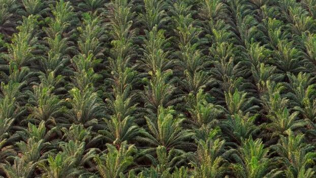 Aerial view of oil palm plantation in Anggana Indonesia. Aerial view of oil palm plantation in Anggana Indonesia.