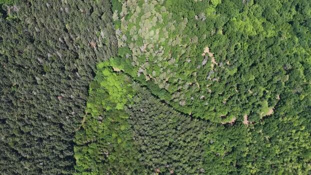 Aerial view of dense mixed forest canopy France.