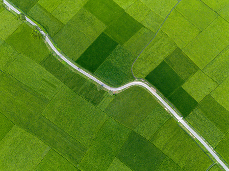 Aerial view of lush green rice fields and a winding road cutting through the agricultural landscape in Joypurhat Rajshahi Division Bangladesh.