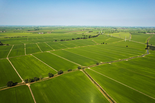 Aerial view of the lush green rice paddies at Tenuta Darola with irrigation channels and scattered trees under a clear blue sky in Trino Piemonte Italy. Aerial view of the lush green rice paddies at Tenuta Darola with irrigation channels and scattered trees under a clear blue sky in Trino Piemonte Italy.