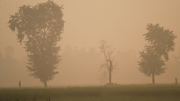 View of silhouetted trees in thick morning fog Bangladesh. View of silhouetted trees in thick morning fog Bangladesh.