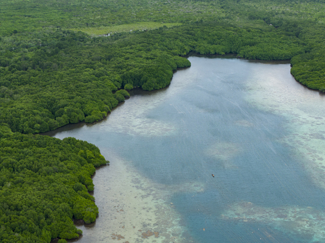 Aerial view of the vivid green mangrove forests meet the turquoise waters a tranquil scene in Karimunjawa Mangrove Forest Karimunjawa Central Java Indonesia.