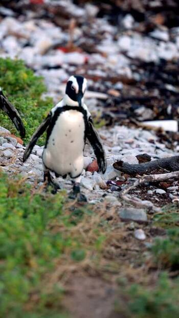 View of Stoney Point Penguin Colony South Africa. View of Stoney Point Penguin Colony South Africa.