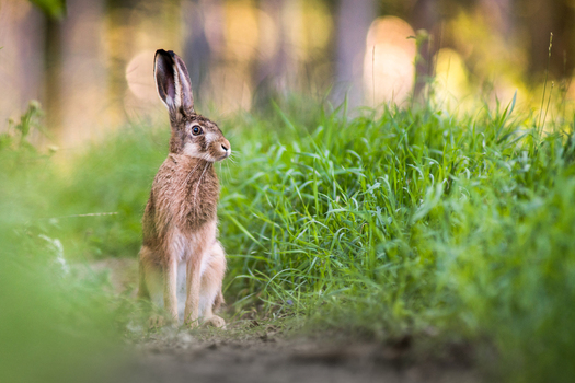 View of a European hare sitting in lush green grass in a natural forest setting in Debrzno Pomeranian Voivodeship Poland.