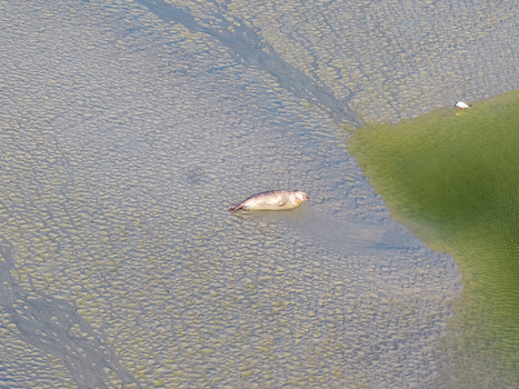 Aerial view of a harbor seal resting on the wet sandbanks of the Baie de Somme at low tide with a small bird nearby on the green marshy edge in Saint Valery sur Somme Hauts de France France. Aerial view of a harbor seal resting on the wet sandbanks of the Baie de Somme at low tide with a small bird nearby on the green marshy edge in Saint Valery sur Somme Hauts de France France.