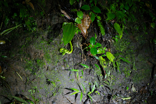View of a vibrant green snake resting on the damp mossy forest floor surrounded by lush tropical vegetation in Costa Rica.